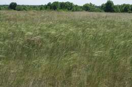 Imagem de Stipa capillata L.