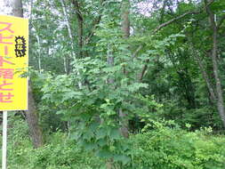 Image of Grey-budded snake-bark-maple