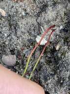 صورة Drosera huegelii var. phillmanniana