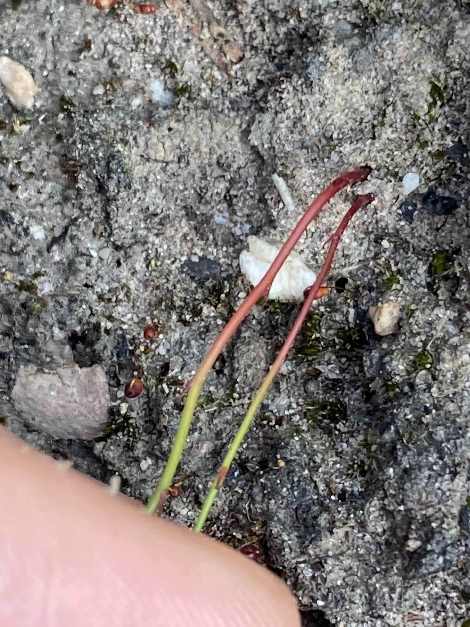 Imagem de Drosera huegelii var. phillmanniana