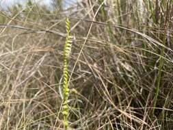 Image of Florida Ladies'-Tresses