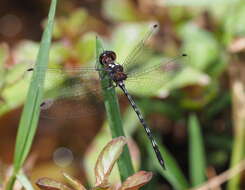 Слика од Macrothemis capitata Calvert 1909