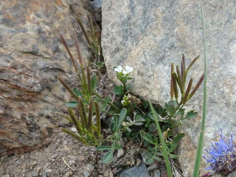 Plancia ëd Cardamine resedifolia L.