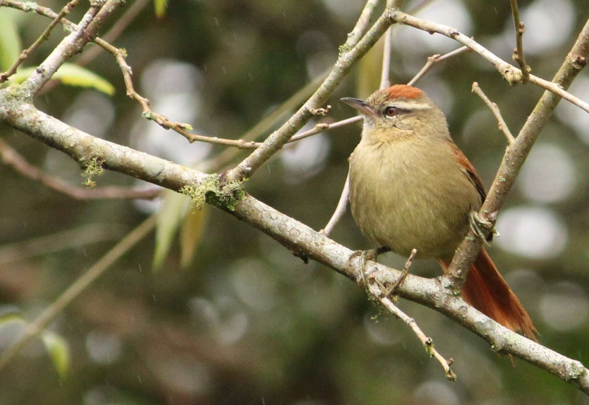 Image of Pallid Spinetail