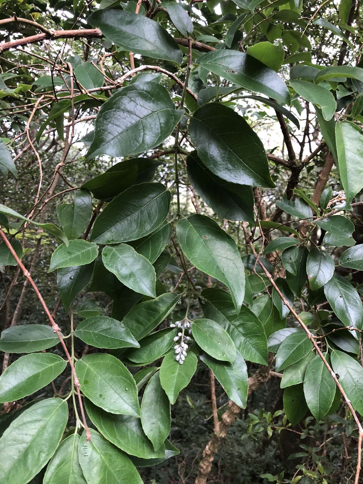 Image of Deutzia pulchra S. Vidal