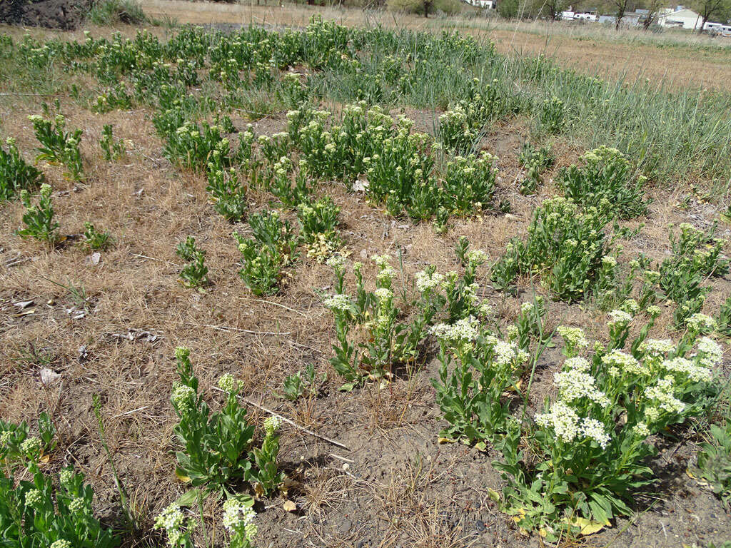 Image of Globe-Pod Pepperwort