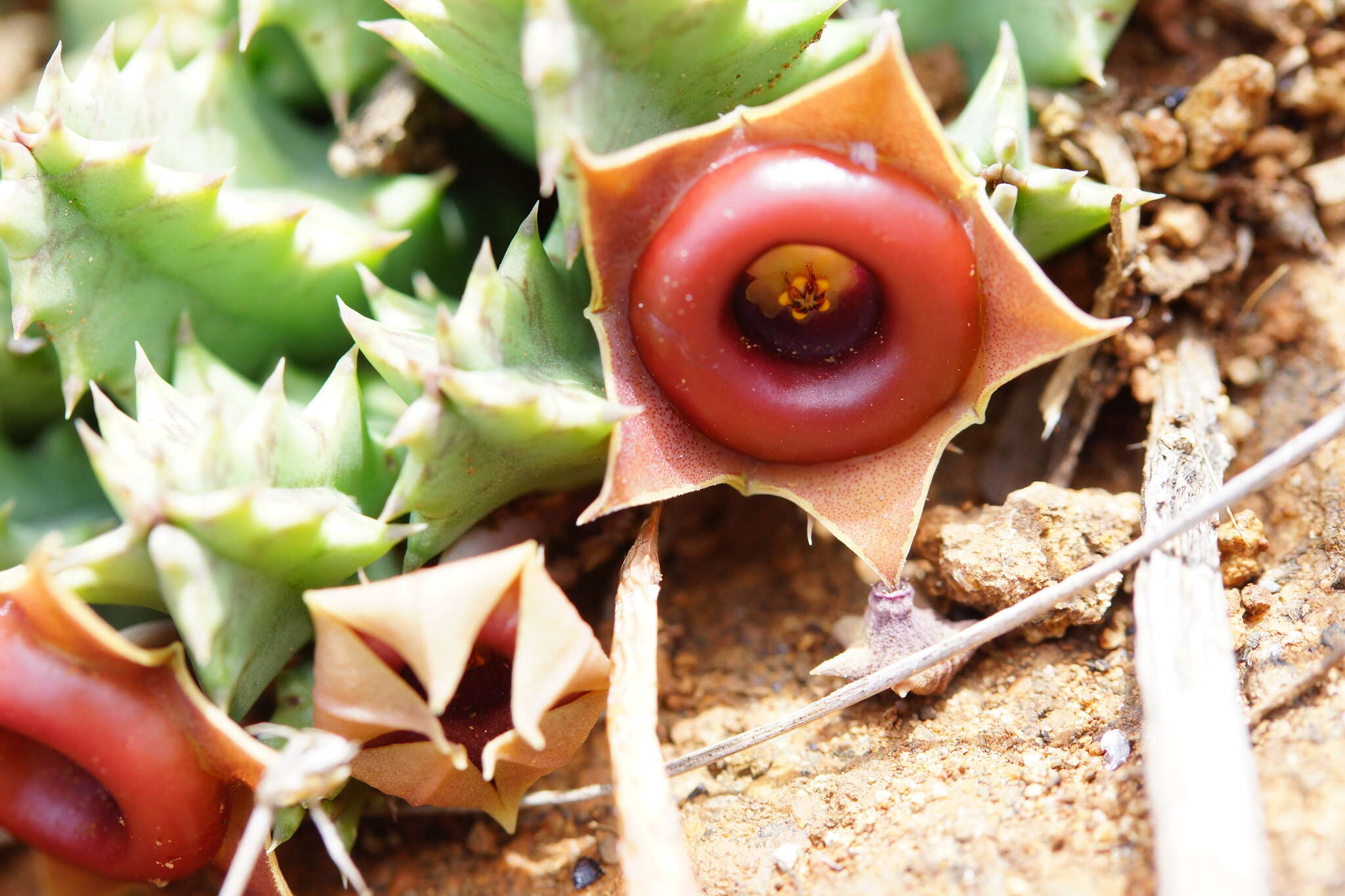 Image de Ceropegia zebrina subsp. insigniflora (C. A. Maass) Bruyns