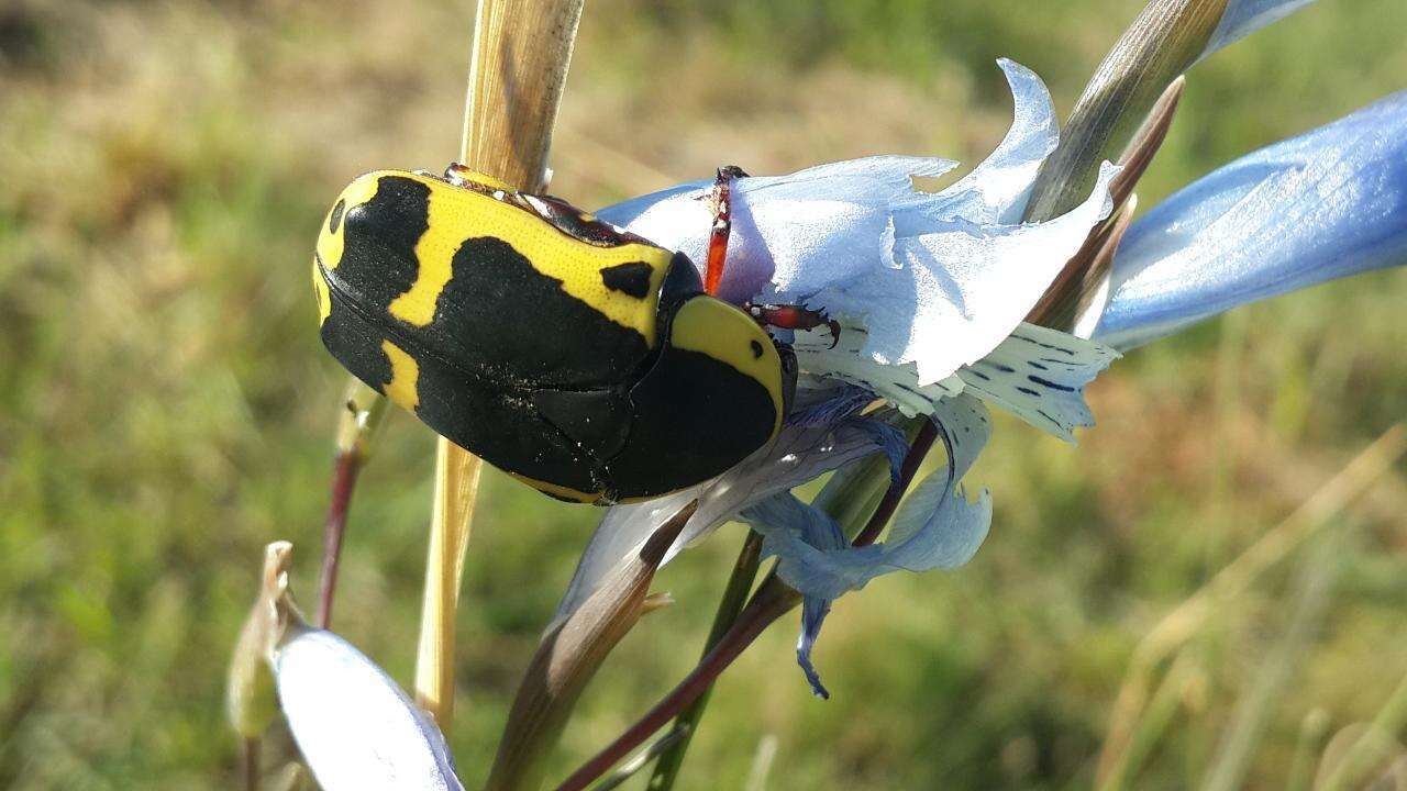 Image of Pachnoda sinuata (Fabricius 1775)