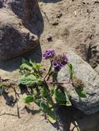 Image of Phacelia brachyantha Benth.