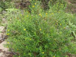 Image of shrubby yellowcrest