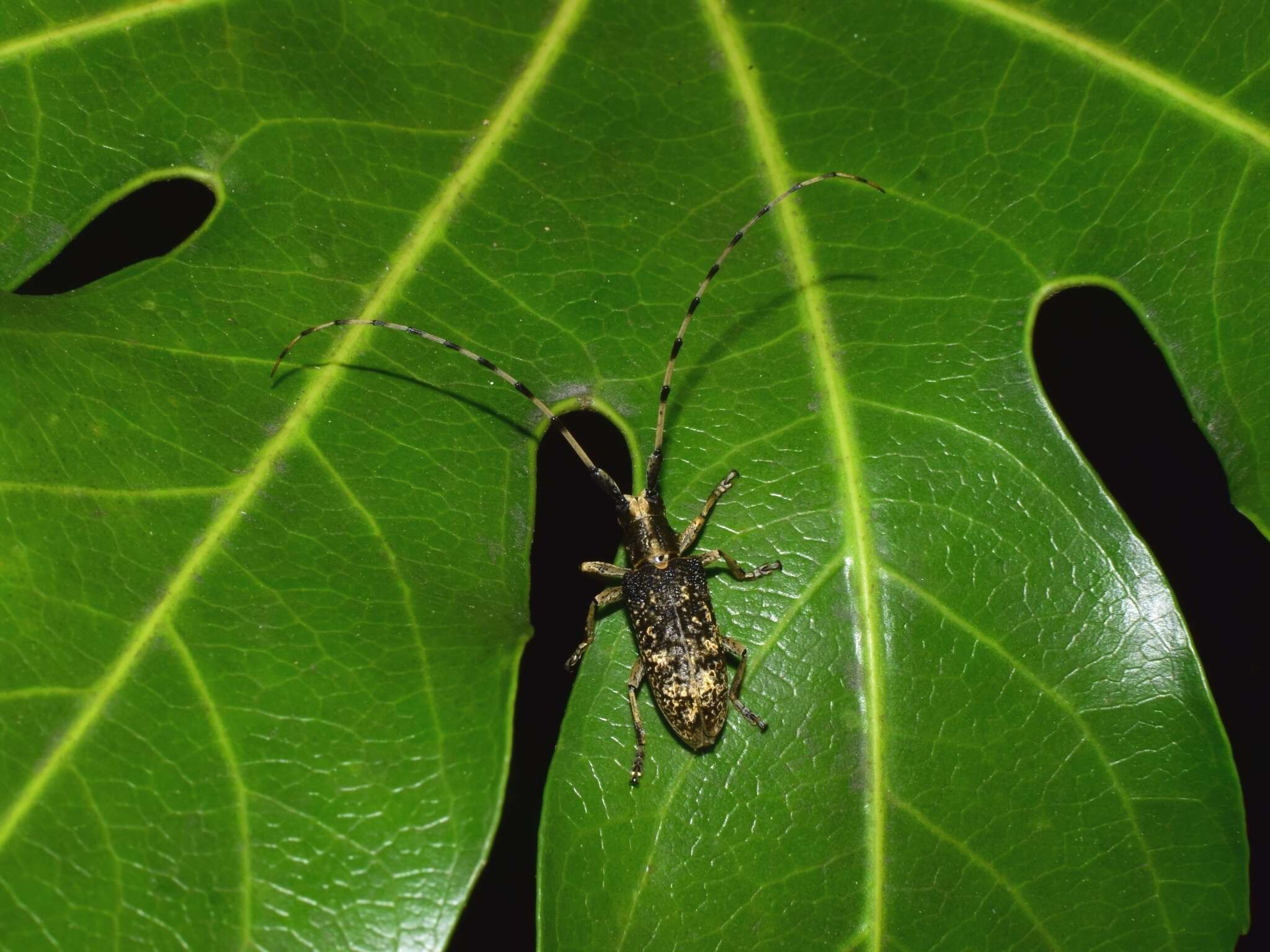 Image of Acalolepta permutans (Pascoe 1857)