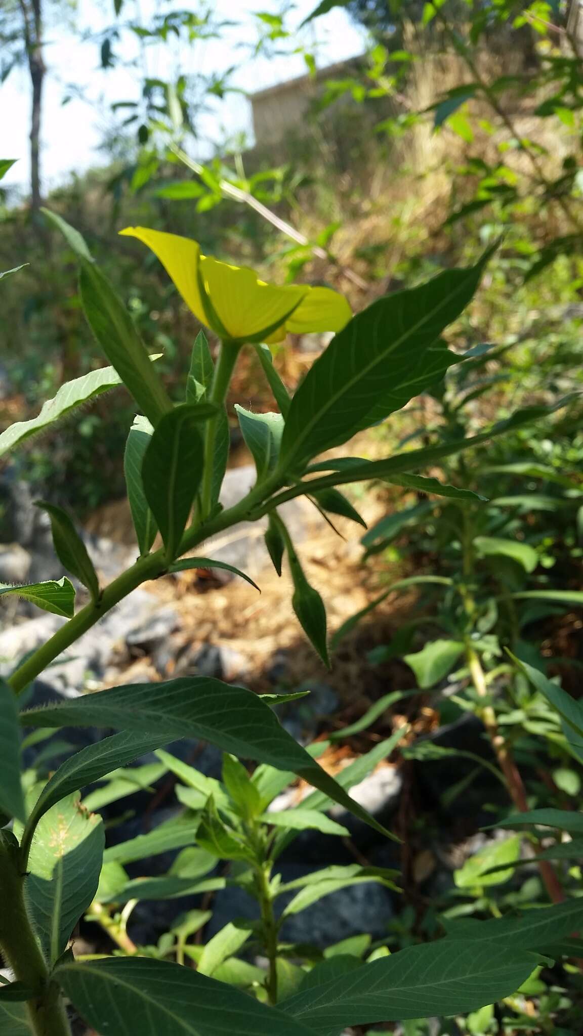 Ludwigia grandiflora var. hexapetala (Hook. & Arn.) D. B. Ward resmi