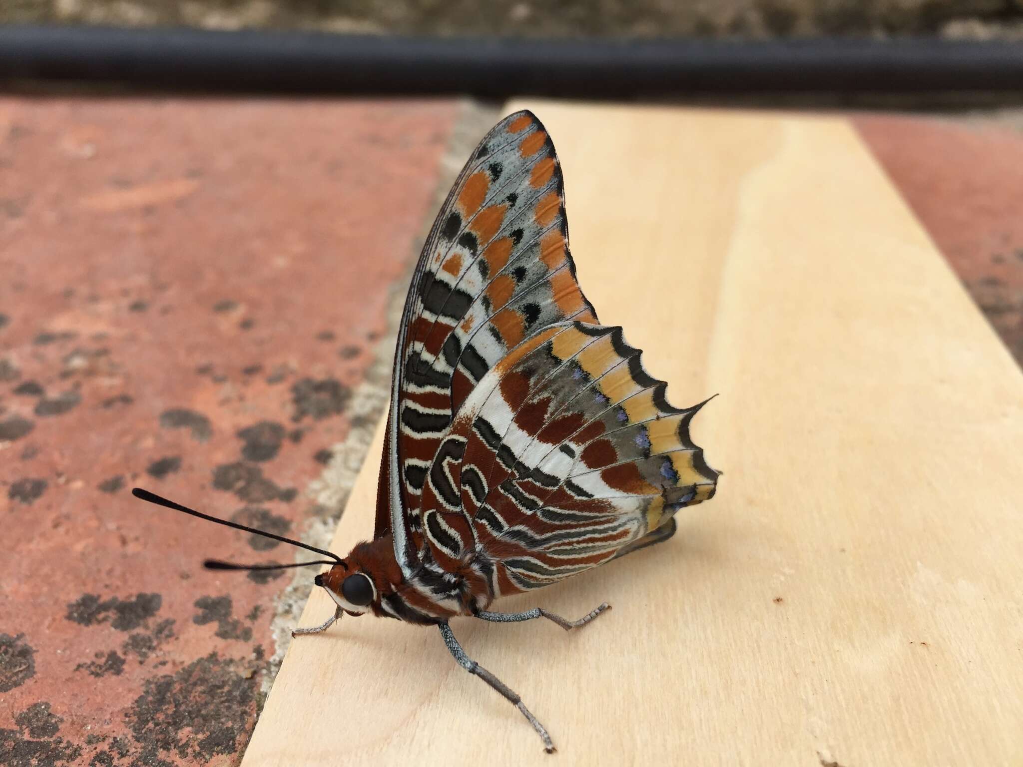 Image of Two-tailed Pasha