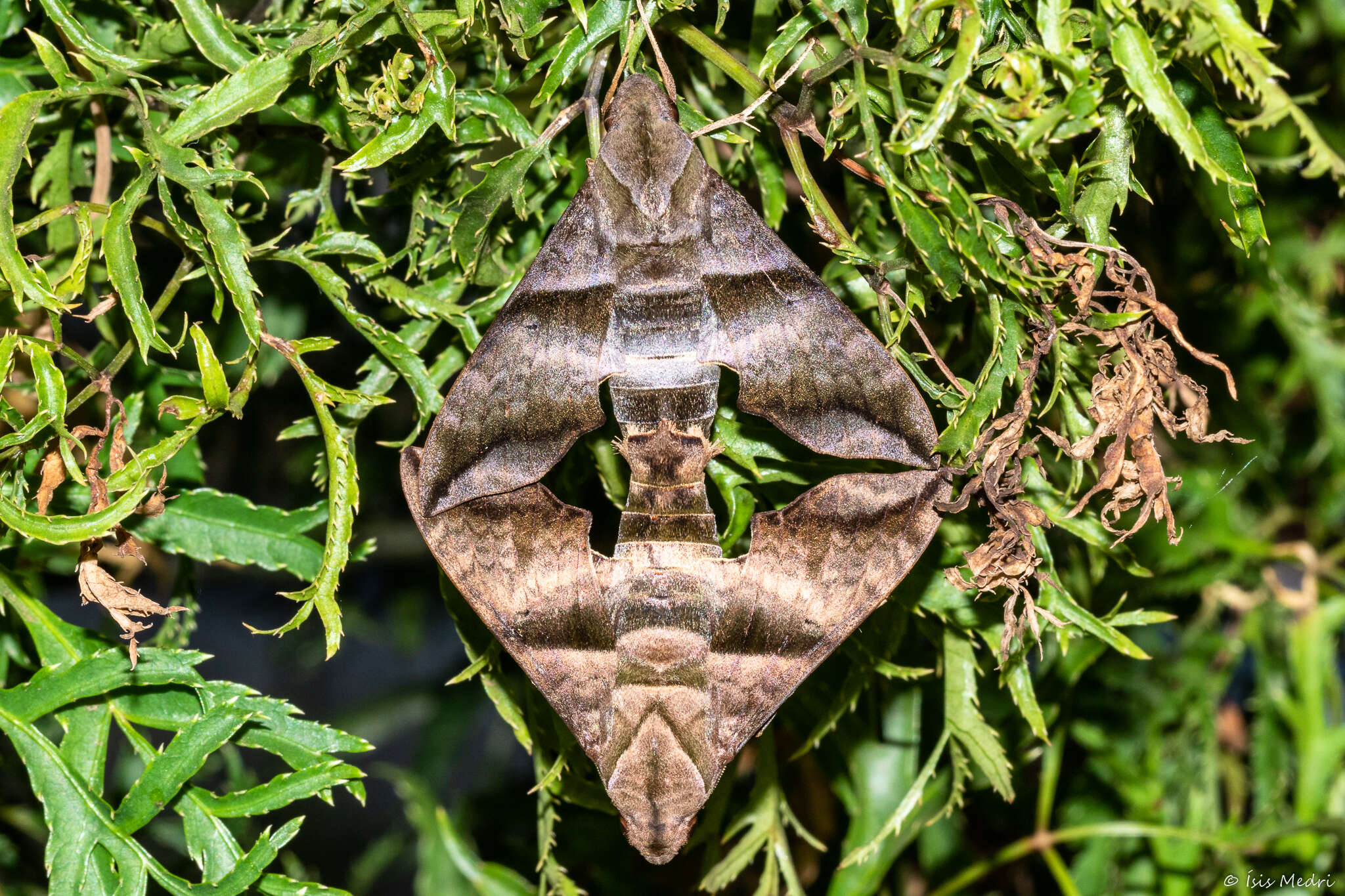 Image of Half-blind Sphinx