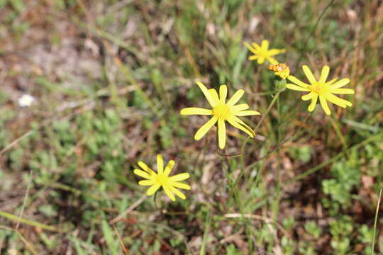 Image of Senecio littoreus Thunb.