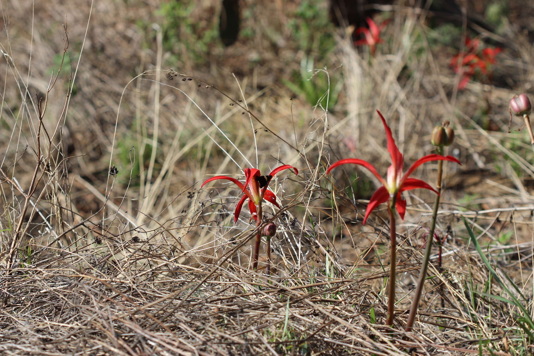 Image of Jacobean Lily