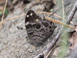 Image of Common Tree Brown