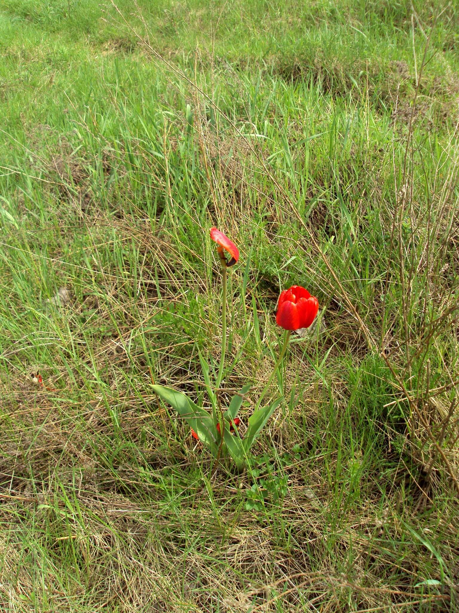 Plancia ëd Tulipa gesneriana L.