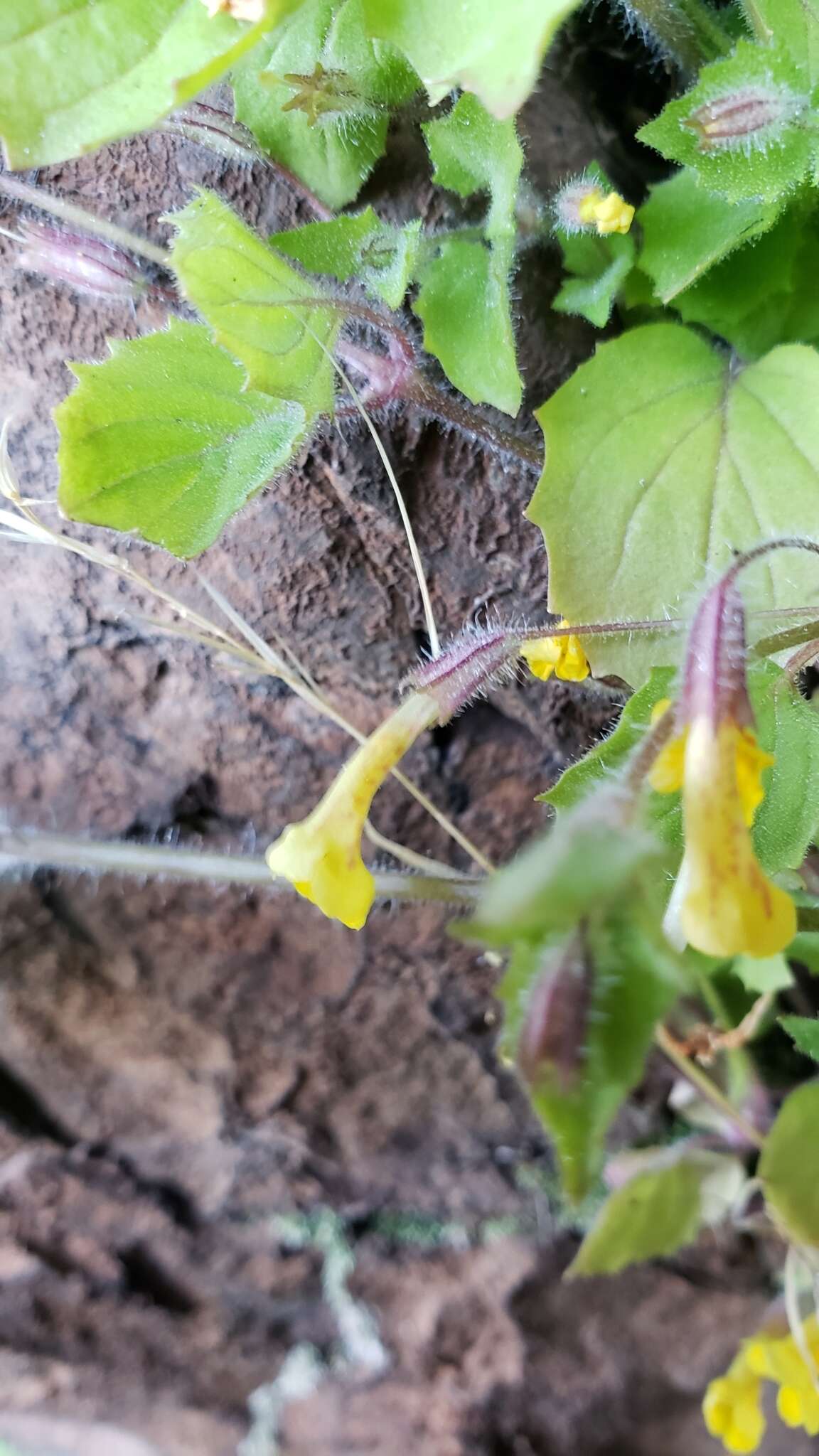 Image of Dudley's monkeyflower