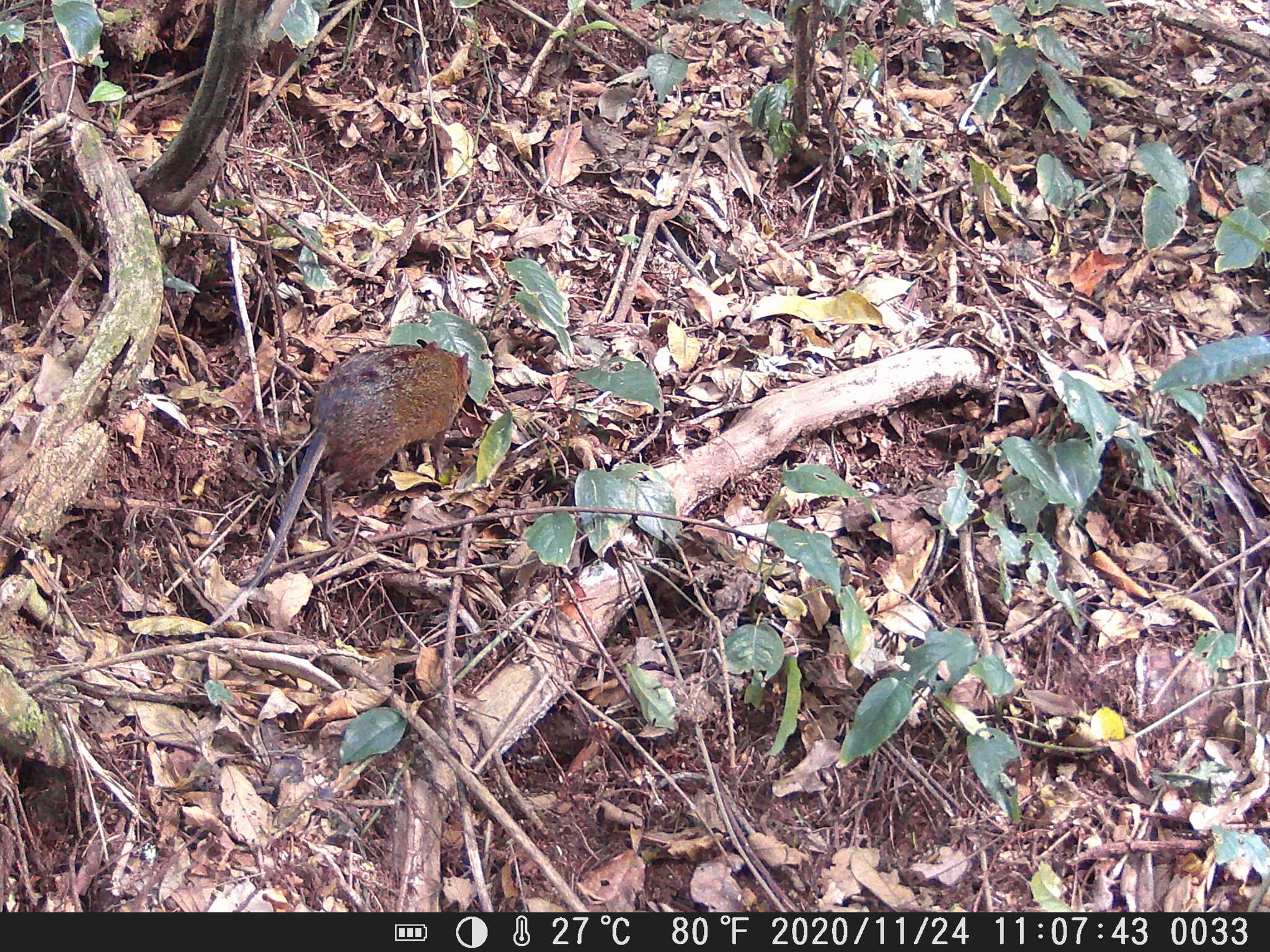 Image of Checkered Elephant Shrew