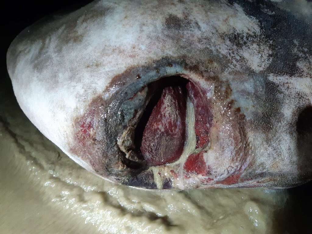 Image of Hoodwinker ocean sunfish