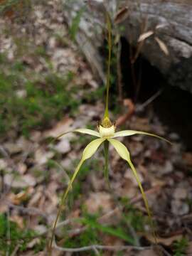 Image of Caladenia citrina Hopper & A. P. Br.