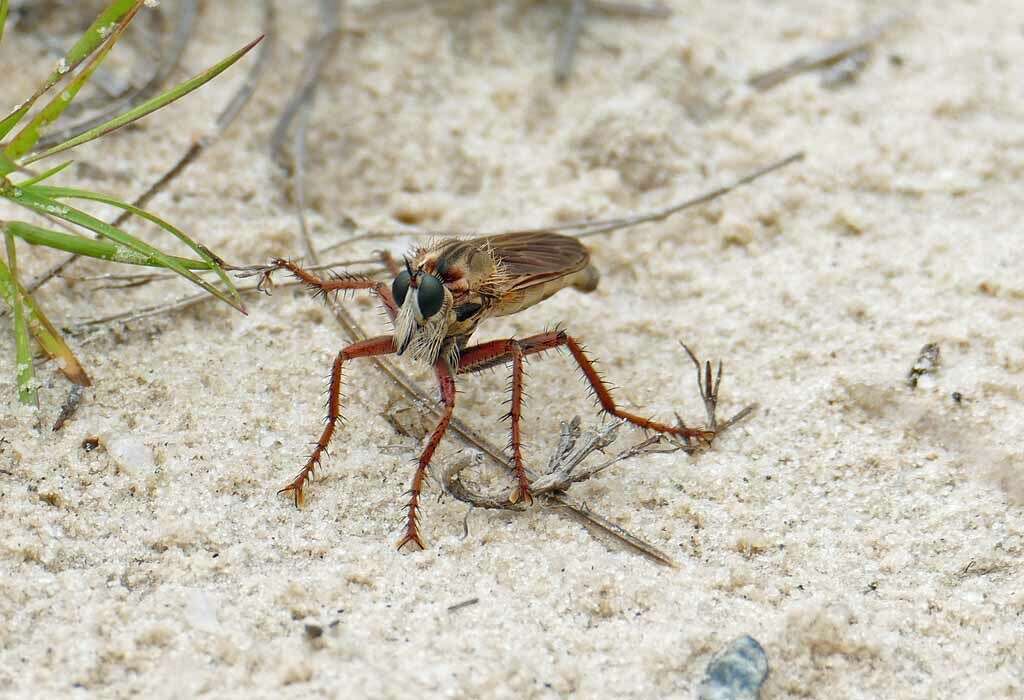 Image of Scleropogon subulatus (Wiedemann 1828)