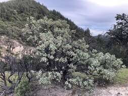 Arctostaphylos viscida subsp. pulchella (T. J. Howell) P. V. Wells resmi