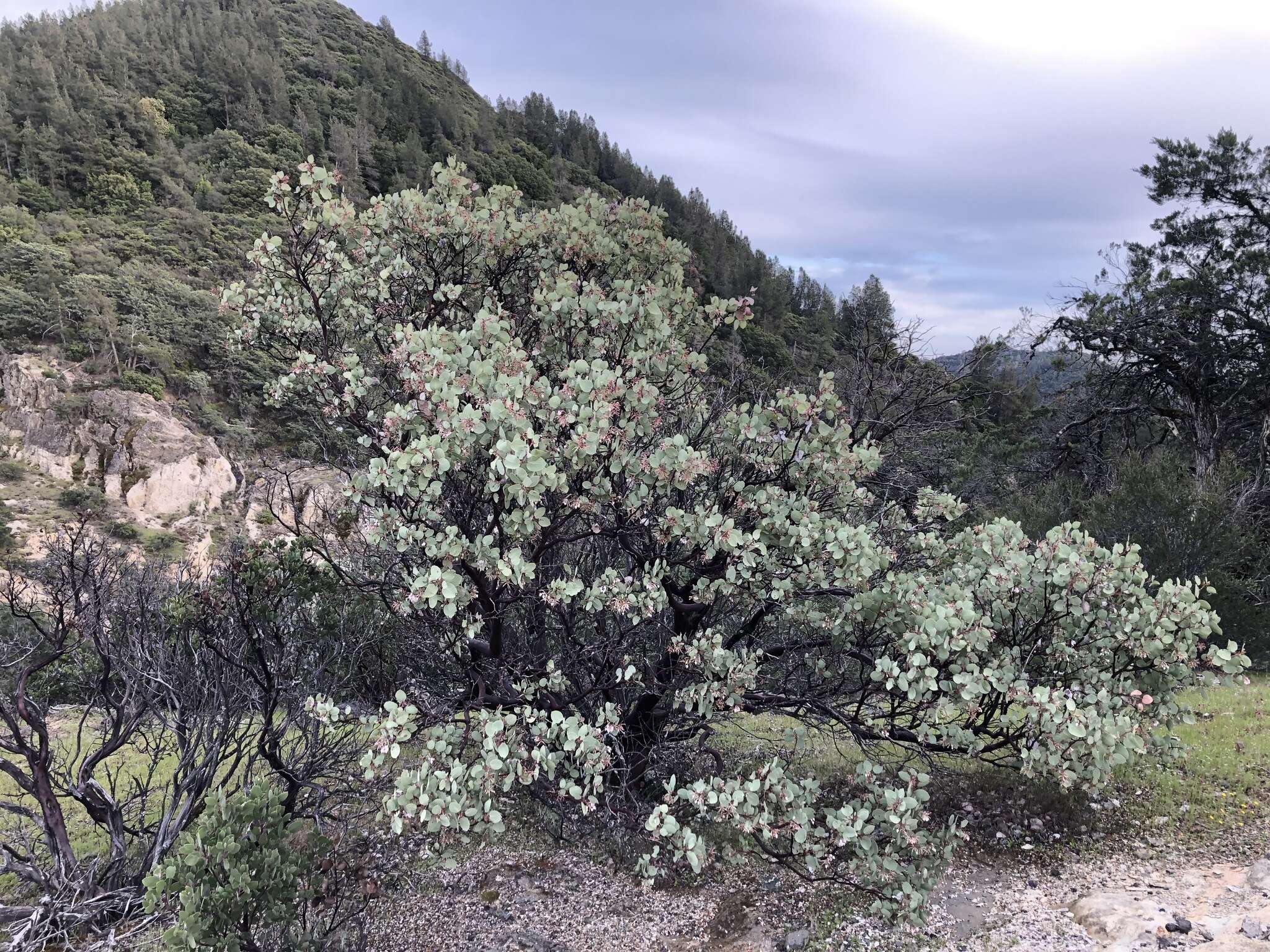 Arctostaphylos viscida subsp. pulchella (T. J. Howell) P. V. Wells resmi