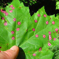 Image of Ocellate Gall Midge