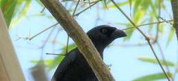 Image of Treepie