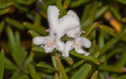 Image of Westringia rigida R. Br.