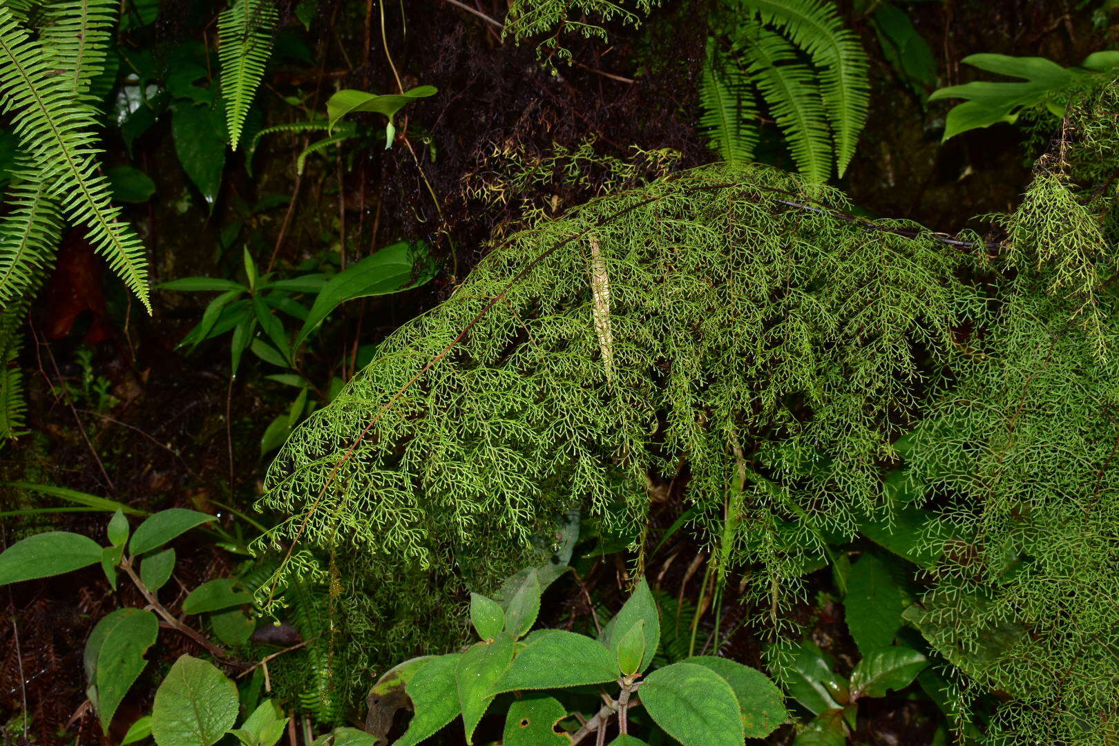 Image de Odontosoria schlechtendalii (Presl) C. Chr.