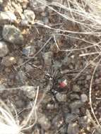 Latrodectus mirabilis (Holmberg 1876)的圖片