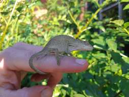 Image of Dhlinza Dwarf Chameleon