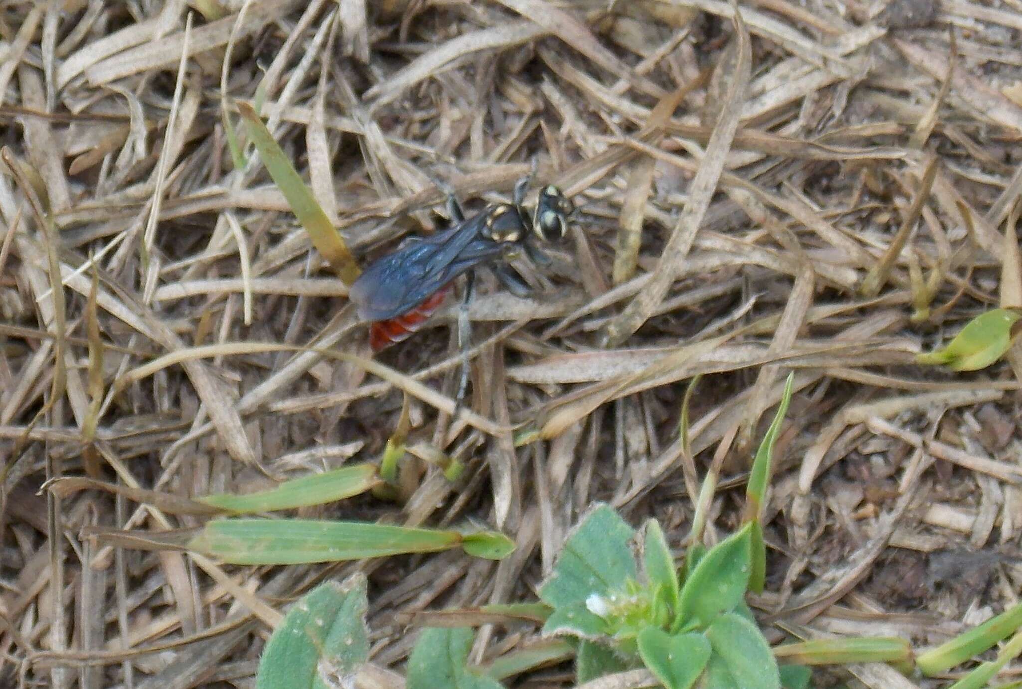 Image de Larra bicolor Fabricius 1804