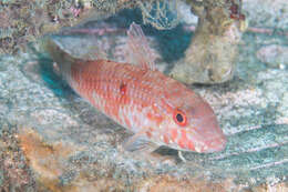 Image of Cinnabar goatfish