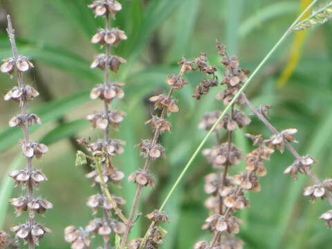 Imagem de Ocimum americanum var. americanum