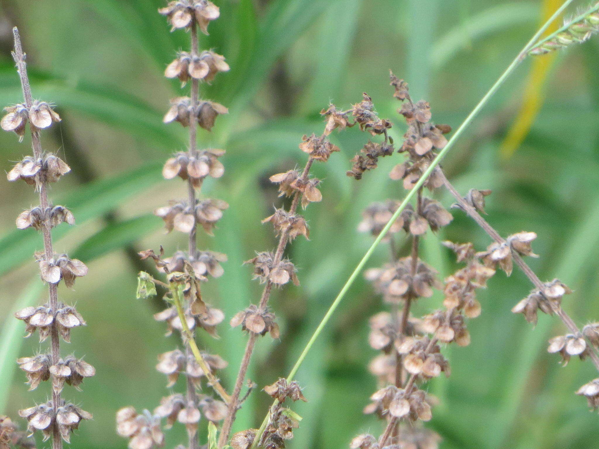 Image de Ocimum americanum var. americanum