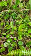 Image of Myosotis tenericaulis Petrie.