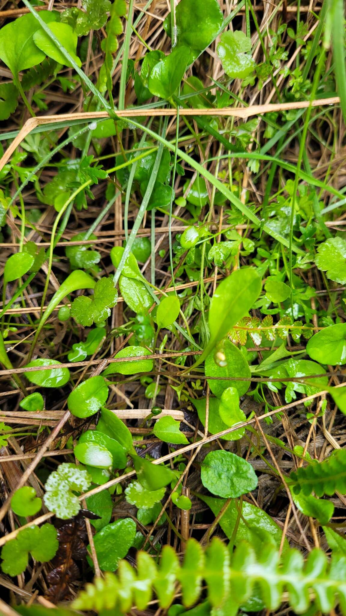 Imagem de Myosotis tenericaulis Petrie.