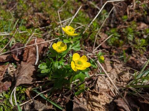 Image of Eschscholtz's buttercup