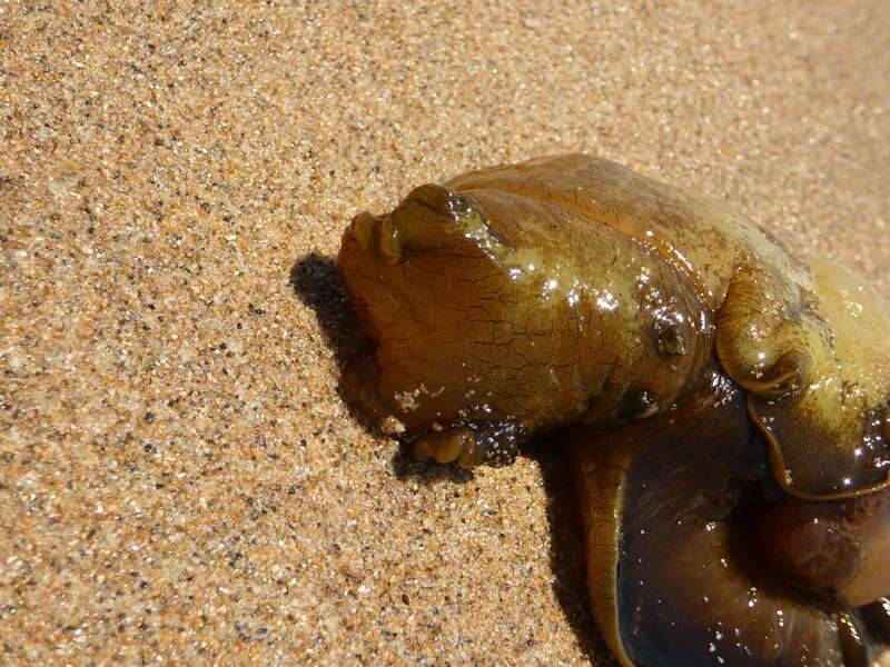 Image of banded sea hare