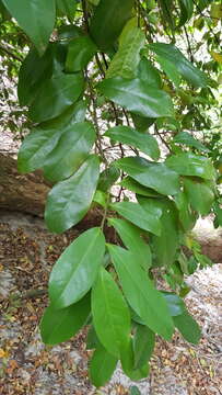 Image of Eupomatia laurina R. Br.