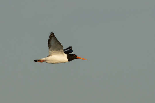 Haematopus ostralegus longipes Buturlin 1910 resmi