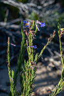 Image of Pine-leaf Lobelia