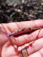 Image de Verbena simplex var. orcuttiana (L. M. Perry) N. O'Leary