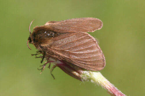 Image of Malacosoma alpicola Staudinger 1870