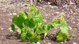 Image of Cnidoscolus rotundifolius (Müll. Arg.) McVaugh