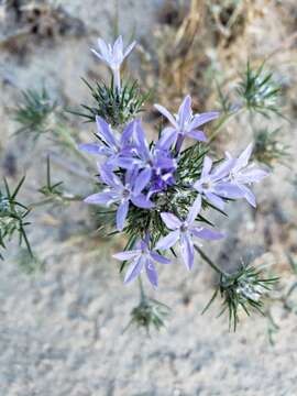 Imagem de Eriastrum pluriflorum (A. A. Heller) Mason